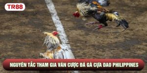 Đá Gà Cựa Dao Philippines - Quy Tắc Ván Chọi Chiến Kê 2026