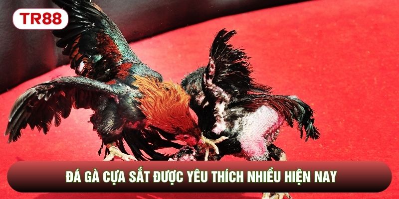 Đá gà cựa sắt được yêu thích nhiều hiện nay